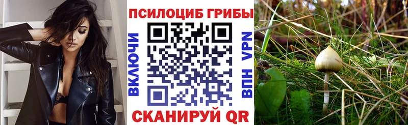 Псилоцибиновые грибы Psilocybe Невельск